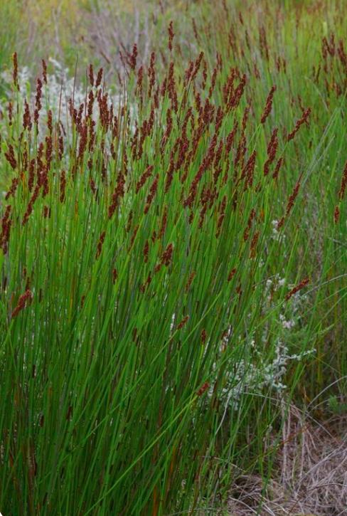 Chondropetalum Tectorum 2