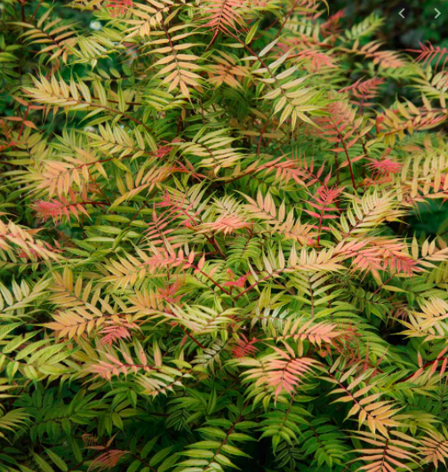 Sorbaria Sem